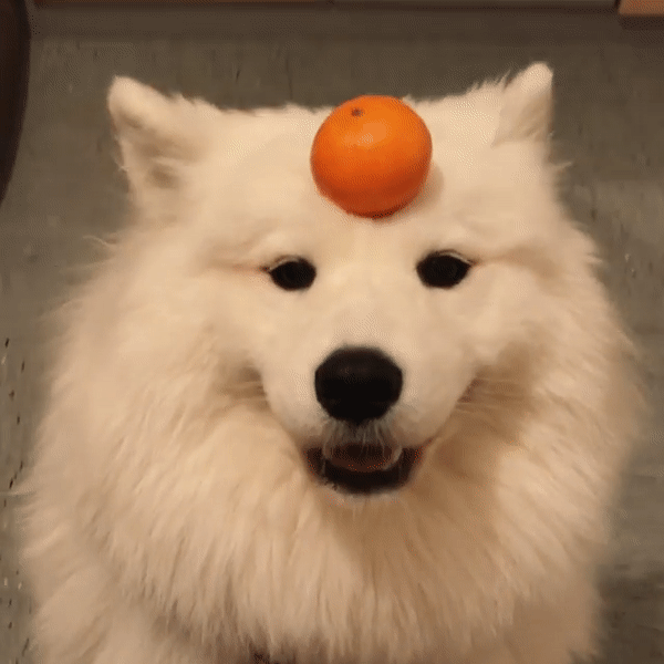 動物,犬,猫,しつけ,飼い方,育て方,病気,健康