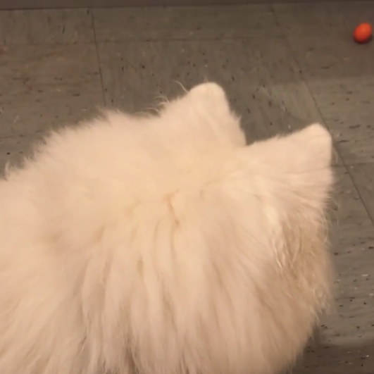 動物,犬,猫,しつけ,飼い方,育て方,病気,健康