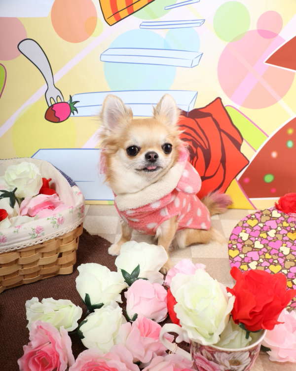 動物,犬,猫,しつけ,飼い方,育て方,病気,健康