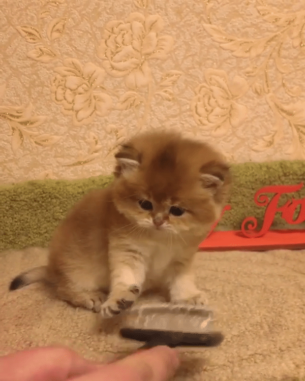 動物,犬,猫,しつけ,飼い方,育て方,病気,健康