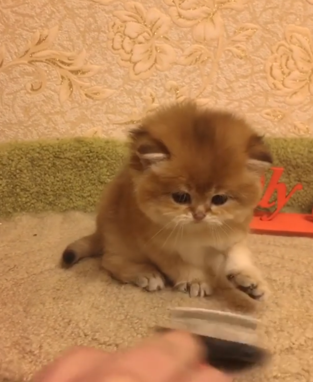 動物,犬,猫,しつけ,飼い方,育て方,病気,健康