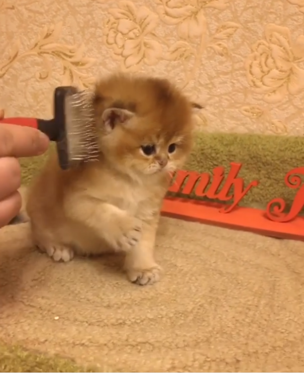動物,犬,猫,しつけ,飼い方,育て方,病気,健康