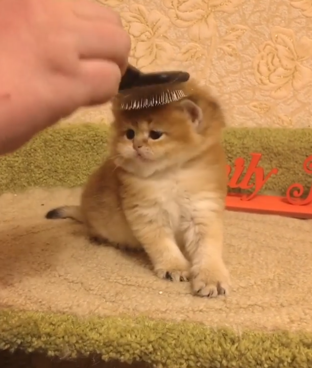 動物,犬,猫,しつけ,飼い方,育て方,病気,健康