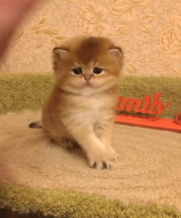 動物,犬,猫,しつけ,飼い方,育て方,病気,健康