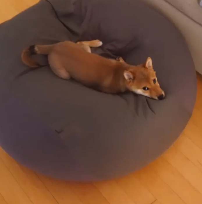 動物,犬,猫,しつけ,飼い方,育て方,病気,健康
