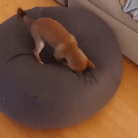 動物,犬,猫,しつけ,飼い方,育て方,病気,健康