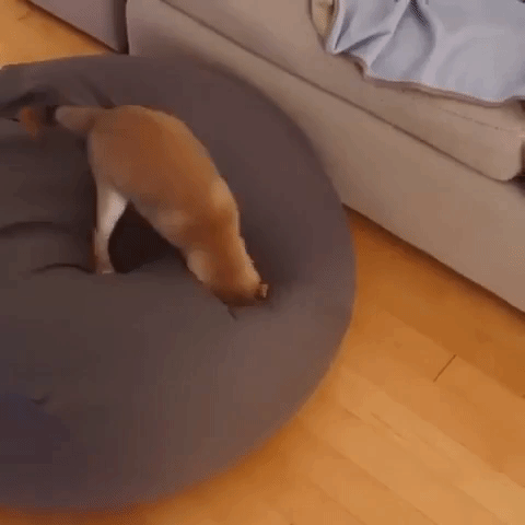 動物,犬,猫,しつけ,飼い方,育て方,病気,健康