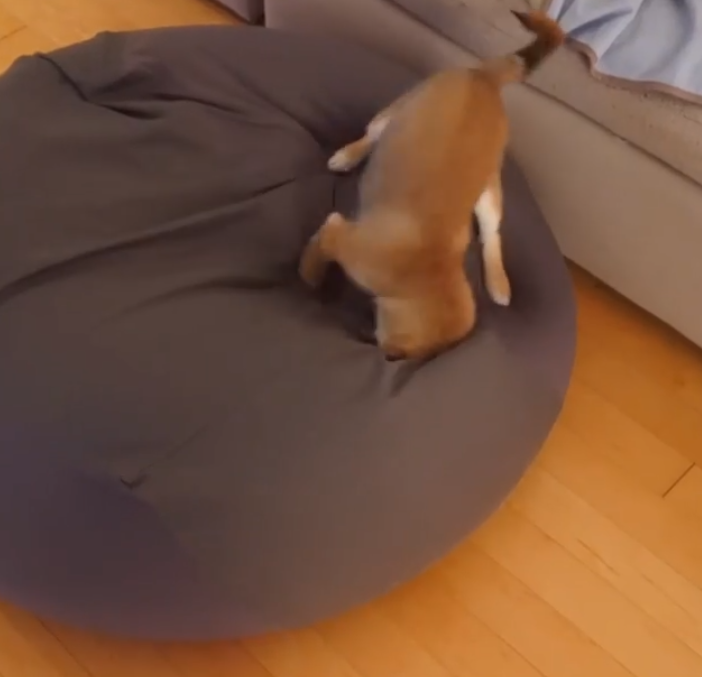 動物,犬,猫,しつけ,飼い方,育て方,病気,健康