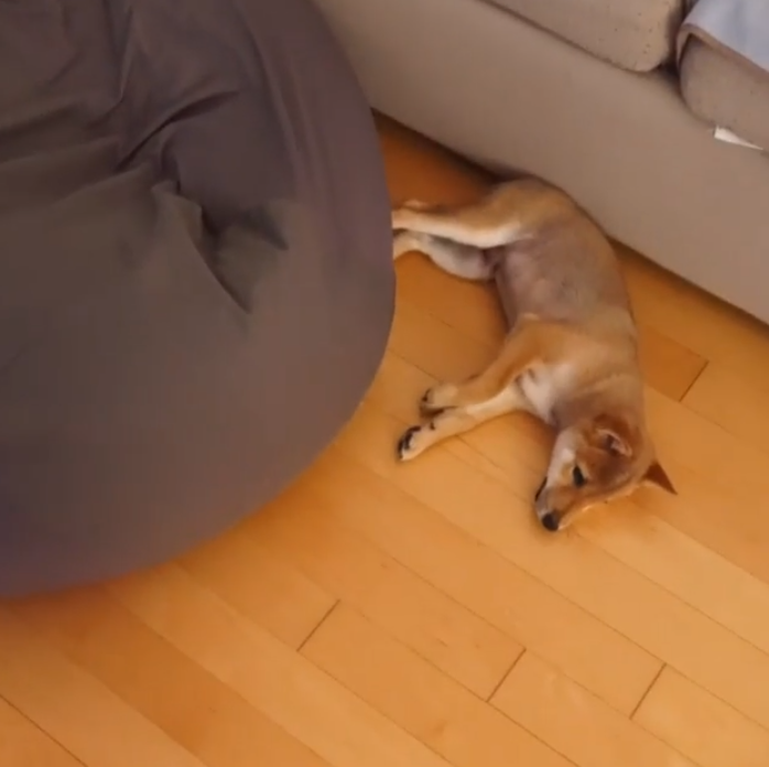 動物,犬,猫,しつけ,飼い方,育て方,病気,健康
