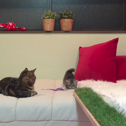 動物,犬,猫,しつけ,飼い方,育て方,病気,健康