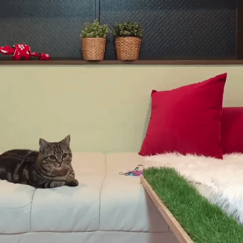 動物,犬,猫,しつけ,飼い方,育て方,病気,健康