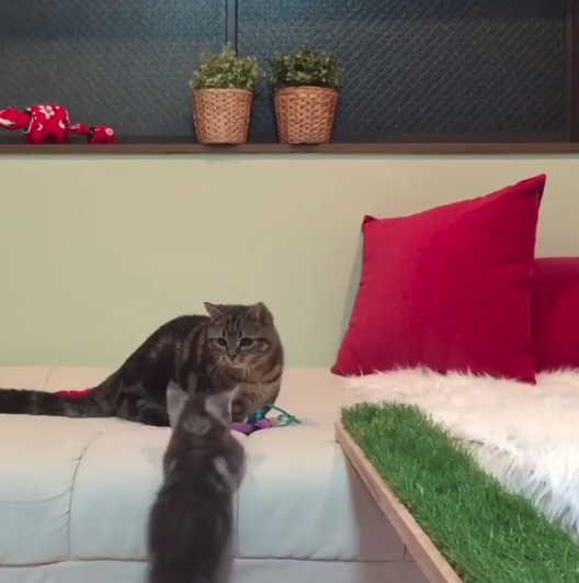 動物,犬,猫,しつけ,飼い方,育て方,病気,健康
