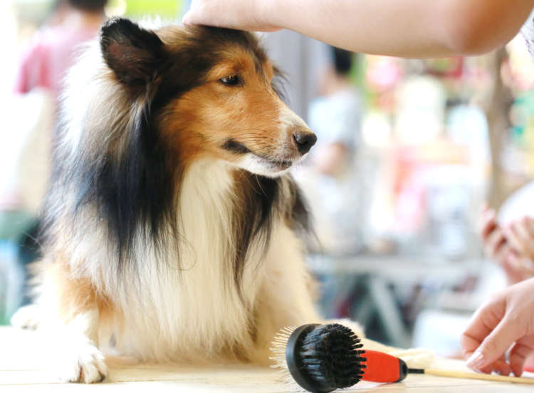 もっと快適に冬を過ごそう! ショップスタッフに聞く、愛犬の冬のお世話とケアアイテム