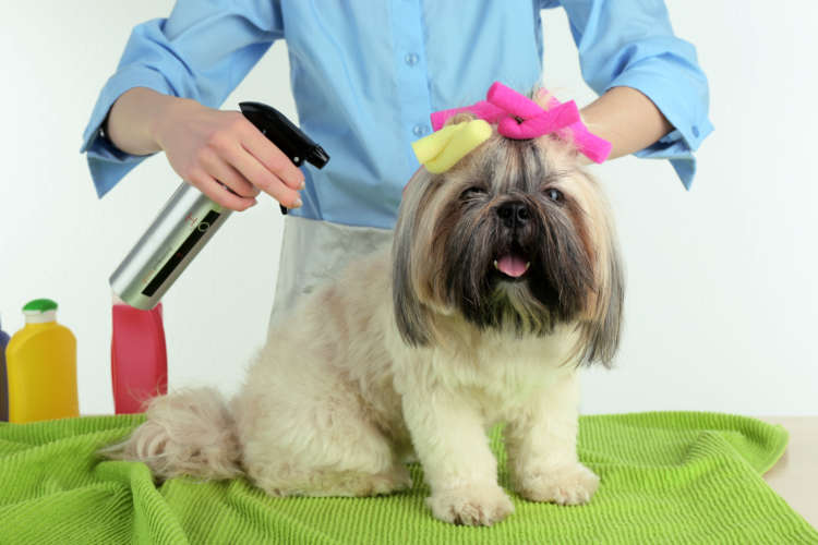 動物,犬,猫,しつけ,飼い方,育て方,病気,健康