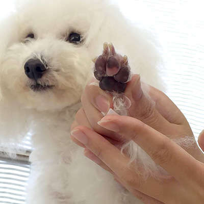 動物,犬,猫,しつけ,飼い方,育て方,病気,健康