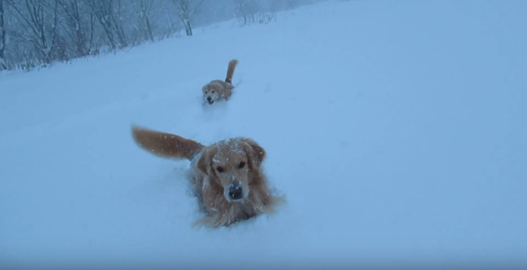 動物,犬,猫,しつけ,飼い方,育て方,病気,健康