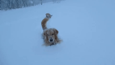 動物,犬,猫,しつけ,飼い方,育て方,病気,健康