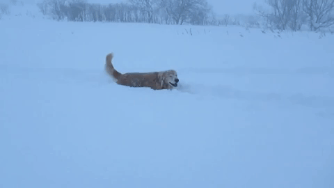 動物,犬,猫,しつけ,飼い方,育て方,病気,健康