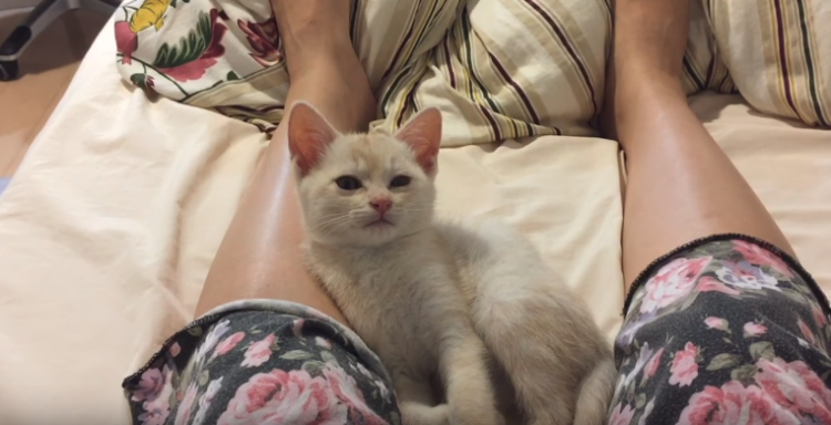 動物,犬,猫,しつけ,飼い方,育て方,病気,健康