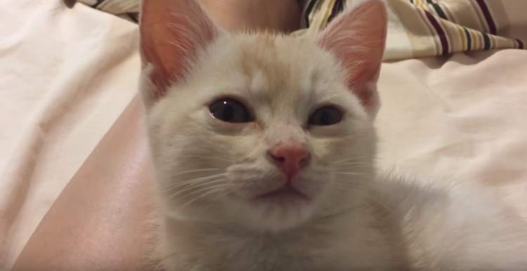 動物,犬,猫,しつけ,飼い方,育て方,病気,健康