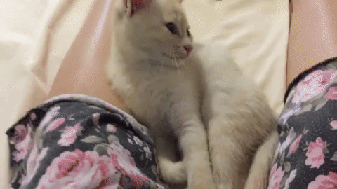 動物,犬,猫,しつけ,飼い方,育て方,病気,健康