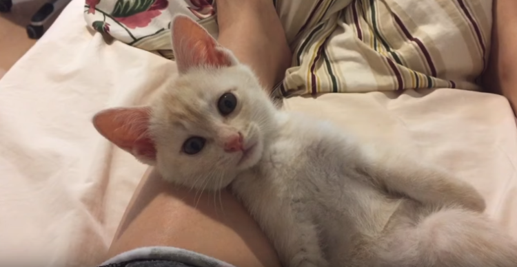 動物,犬,猫,しつけ,飼い方,育て方,病気,健康