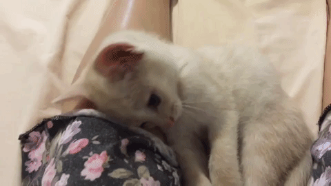 動物,犬,猫,しつけ,飼い方,育て方,病気,健康