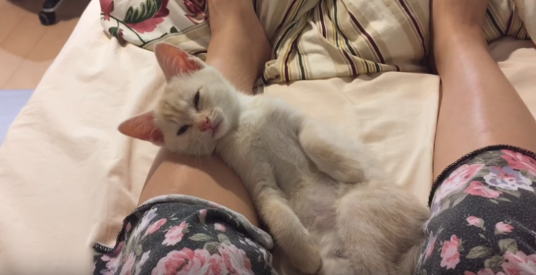 動物,犬,猫,しつけ,飼い方,育て方,病気,健康