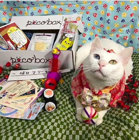 動物,犬,猫,しつけ,飼い方,育て方,病気,健康