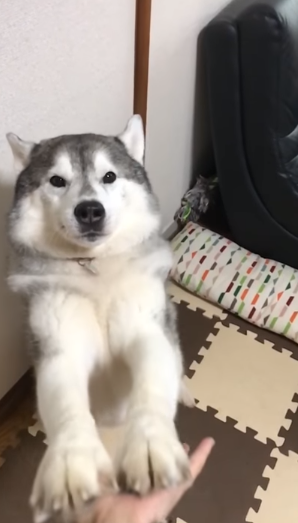 動物,犬,猫,しつけ,飼い方,育て方,病気,健康