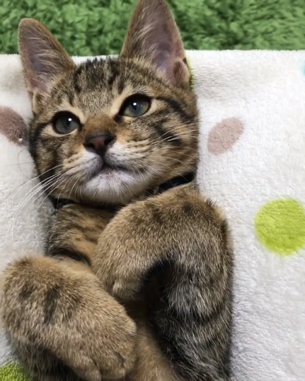 動物,犬,猫,しつけ,飼い方,育て方,病気,健康