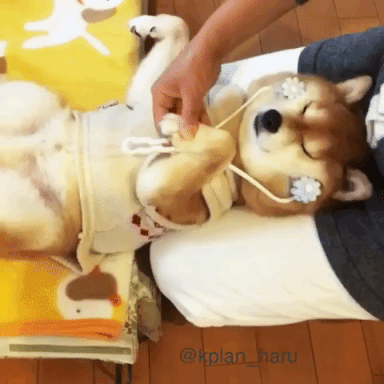 動物,犬,猫,しつけ,飼い方,育て方,病気,健康