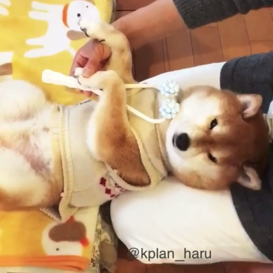動物,犬,猫,しつけ,飼い方,育て方,病気,健康