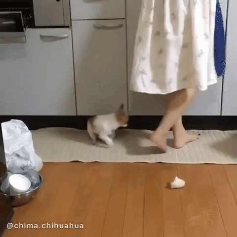 動物,犬,猫,しつけ,飼い方,育て方,病気,健康