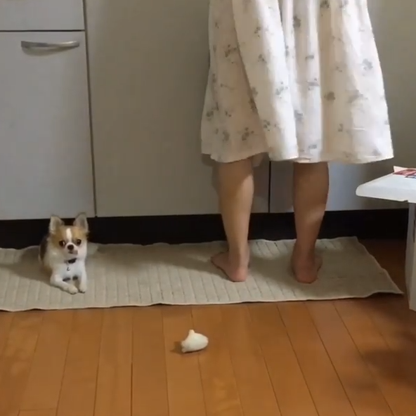 動物,犬,猫,しつけ,飼い方,育て方,病気,健康