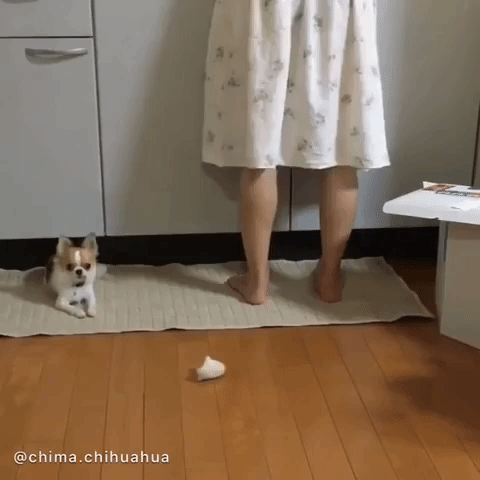 動物,犬,猫,しつけ,飼い方,育て方,病気,健康