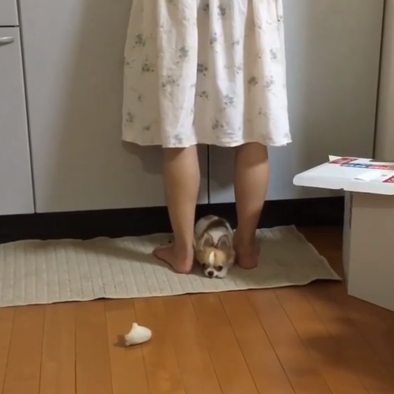 動物,犬,猫,しつけ,飼い方,育て方,病気,健康