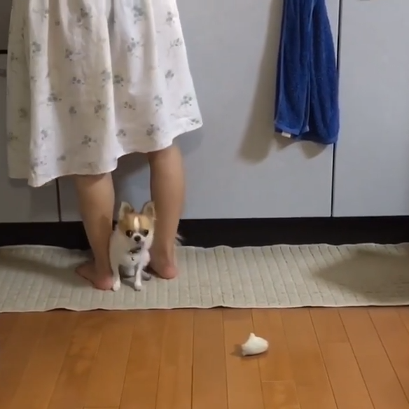 動物,犬,猫,しつけ,飼い方,育て方,病気,健康