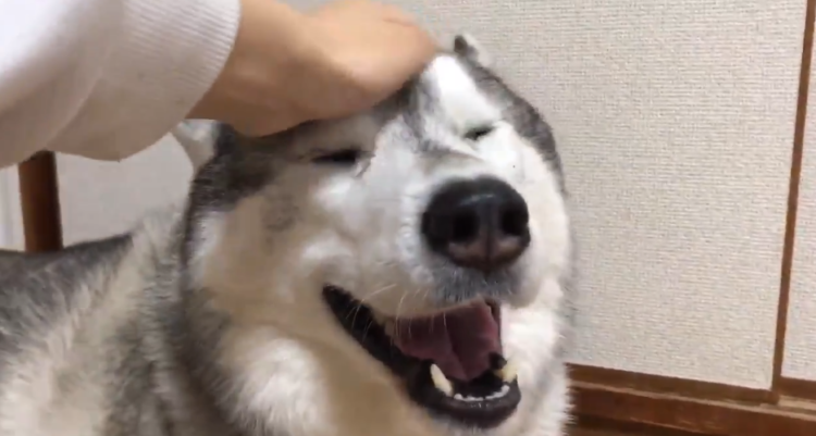 動物,犬,猫,しつけ,飼い方,育て方,病気,健康