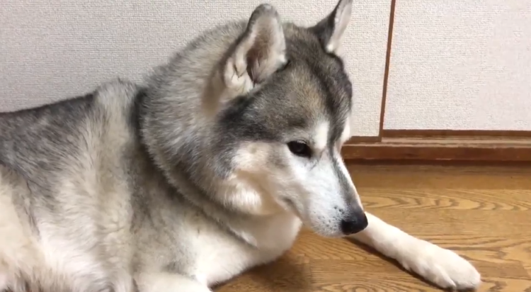 動物,犬,猫,しつけ,飼い方,育て方,病気,健康