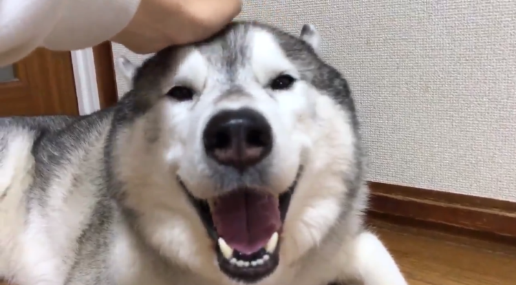 動物,犬,猫,しつけ,飼い方,育て方,病気,健康