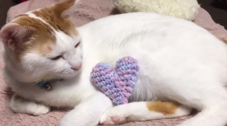 動物,犬,猫,しつけ,飼い方,育て方,病気,健康