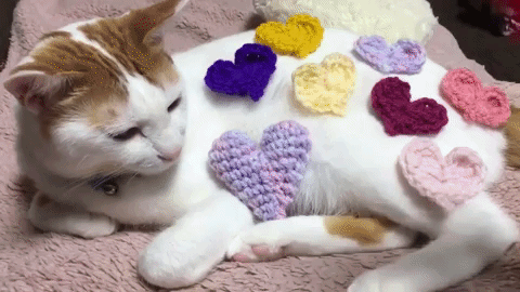動物,犬,猫,しつけ,飼い方,育て方,病気,健康