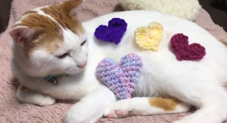 動物,犬,猫,しつけ,飼い方,育て方,病気,健康