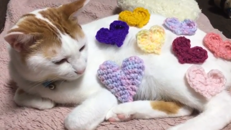 動物,犬,猫,しつけ,飼い方,育て方,病気,健康