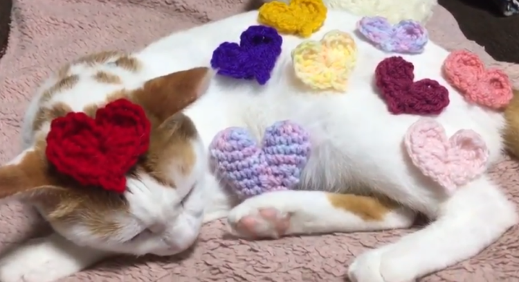 動物,犬,猫,しつけ,飼い方,育て方,病気,健康