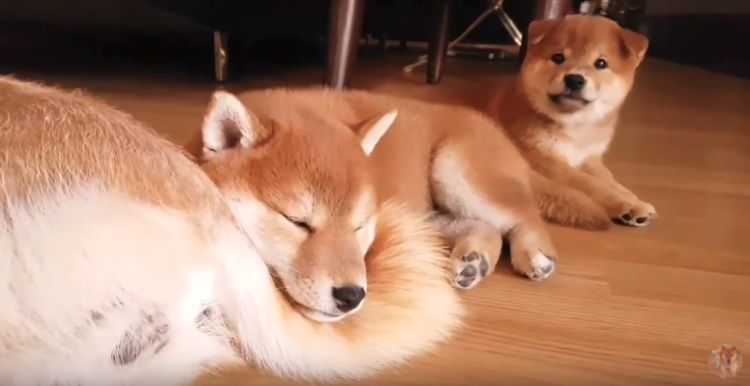 動物,犬,猫,しつけ,飼い方,育て方,病気,健康