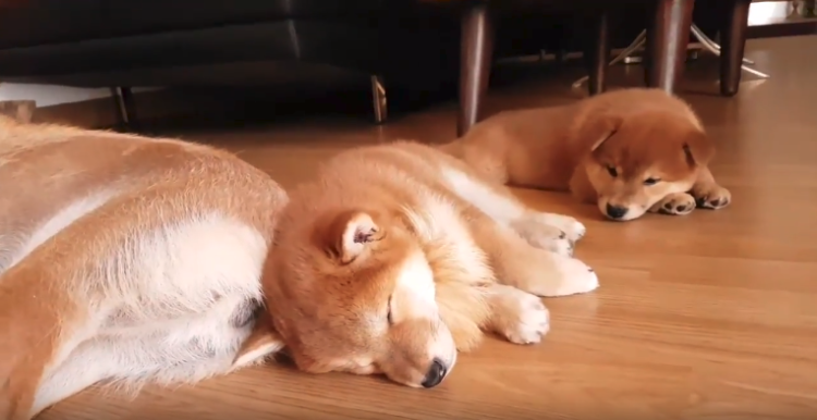 動物,犬,猫,しつけ,飼い方,育て方,病気,健康