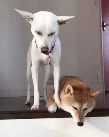 動物,犬,猫,しつけ,飼い方,育て方,病気,健康