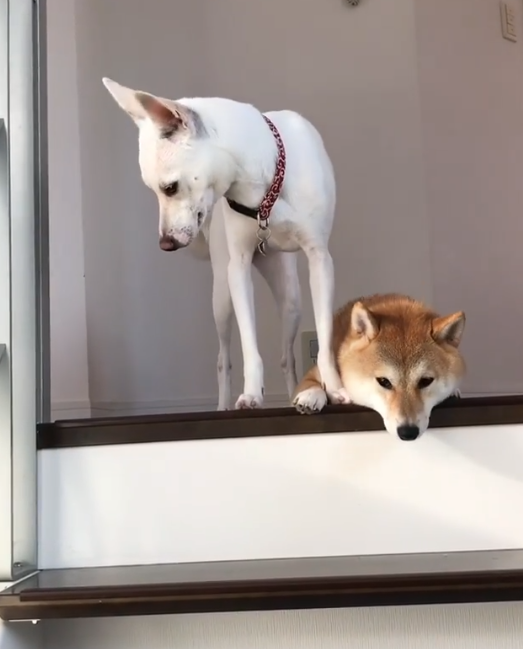 動物,犬,猫,しつけ,飼い方,育て方,病気,健康